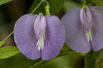 Butterflypea